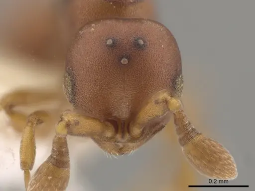 Discothyrea sexarticulata - CASENT0640016