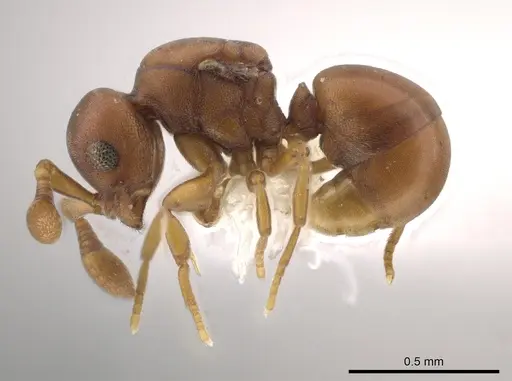 Discothyrea sexarticulata - CASENT0640016