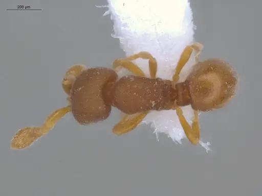 Discothyrea sexarticulata - ECOFOG-MI15-0104-31