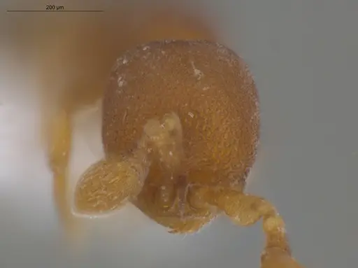 Discothyrea sexarticulata - ECOFOG-MI15-0104-31