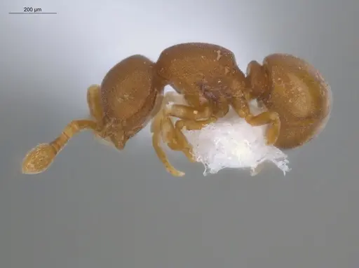 Discothyrea sexarticulata - ECOFOG-MI15-0104-31