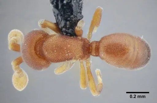 Discothyrea sexarticulata - UFV-LABECOL-000011