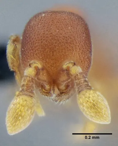 Discothyrea sexarticulata - UFV-LABECOL-000011