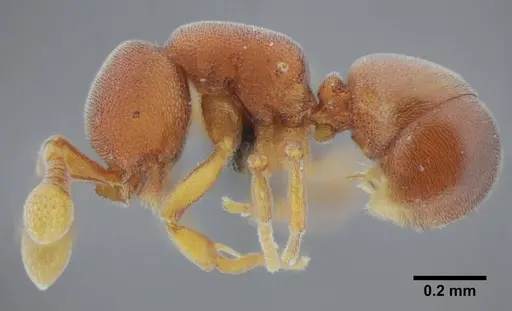 Discothyrea sexarticulata - UFV-LABECOL-000011