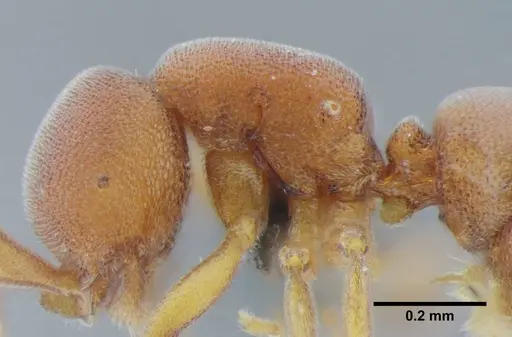 Discothyrea sexarticulata - UFV-LABECOL-000011