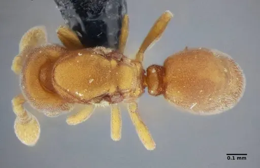 Discothyrea sexarticulata - UFV-LABECOL-000051