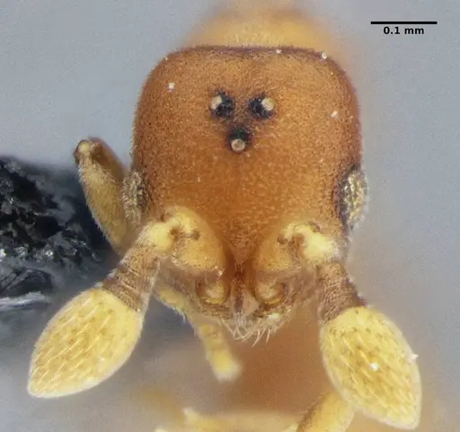 Discothyrea sexarticulata - UFV-LABECOL-000051