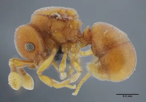 Discothyrea sexarticulata - UFV-LABECOL-000051