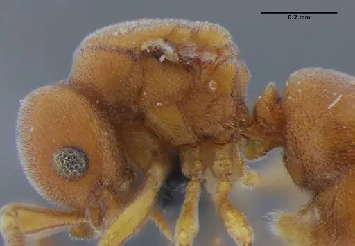 Discothyrea sexarticulata - UFV-LABECOL-000051