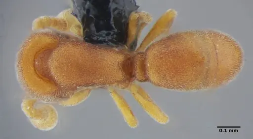 Discothyrea sexarticulata - UFV-LABECOL-000052