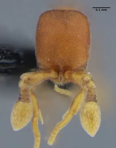 Discothyrea sexarticulata - UFV-LABECOL-000052