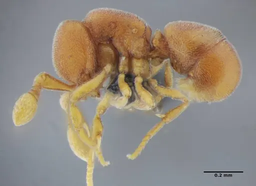 Discothyrea sexarticulata - UFV-LABECOL-000052