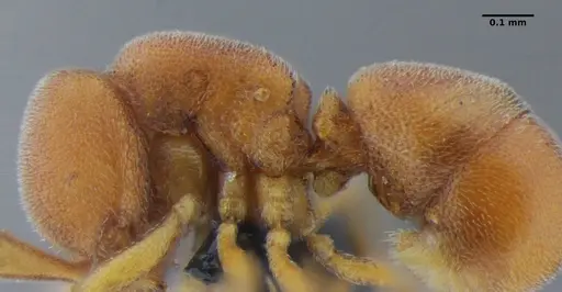 Discothyrea sexarticulata - UFV-LABECOL-000052