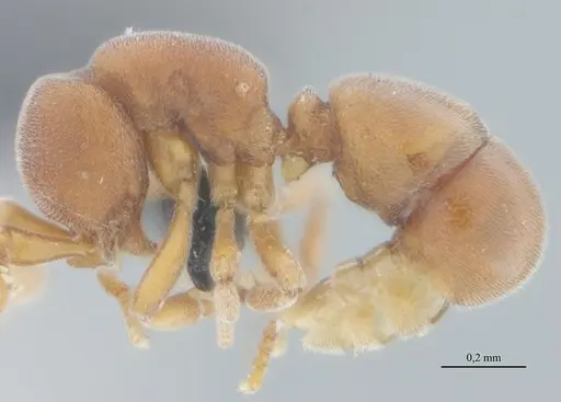 Discothyrea sexarticulata - UFV-LABECOL-000113