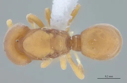 Discothyrea sexarticulata - UFV-LABECOL-010504