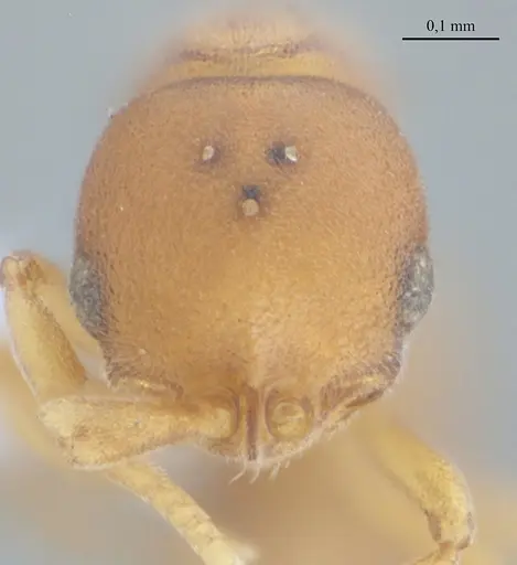 Discothyrea sexarticulata - UFV-LABECOL-010504