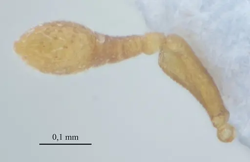 Discothyrea sexarticulata - UFV-LABECOL-010504