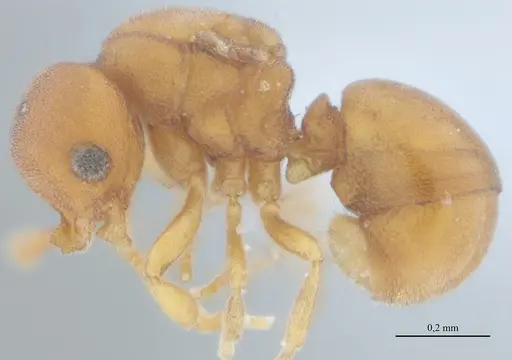 Discothyrea sexarticulata - UFV-LABECOL-010504