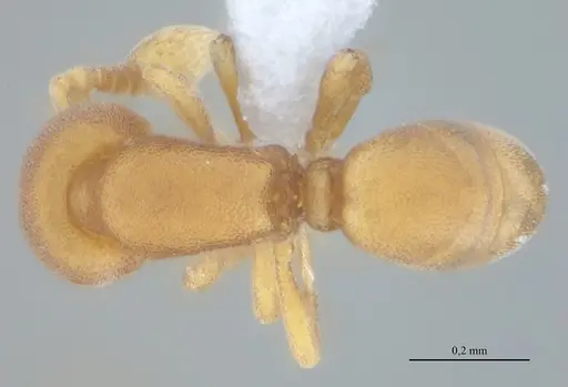 Discothyrea sexarticulata - UFV-LABECOL-010769