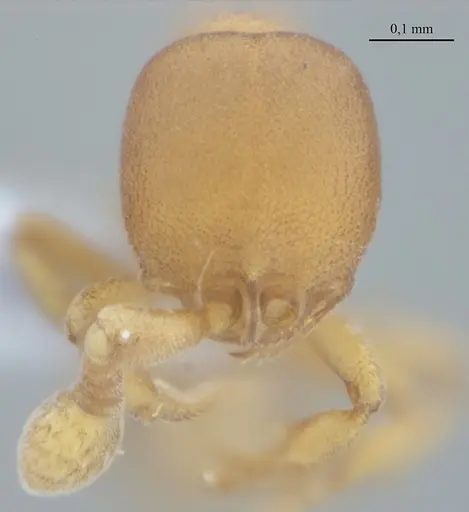 Discothyrea sexarticulata - UFV-LABECOL-010769