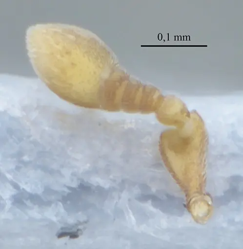 Discothyrea sexarticulata - UFV-LABECOL-010769