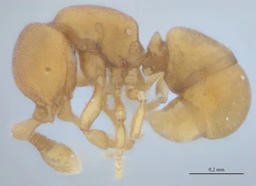 Discothyrea sexarticulata - UFV-LABECOL-010769