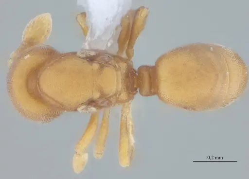 Discothyrea sexarticulata - UFV-LABECOL-010770