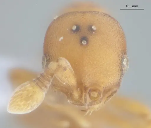 Discothyrea sexarticulata - UFV-LABECOL-010770