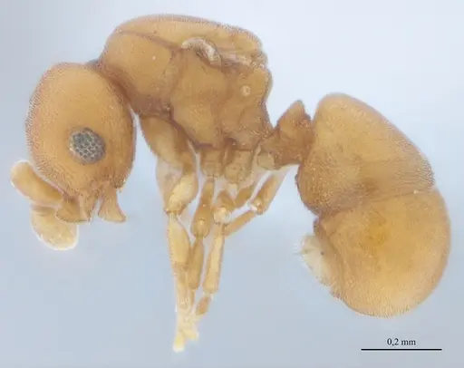 Discothyrea sexarticulata - UFV-LABECOL-010770