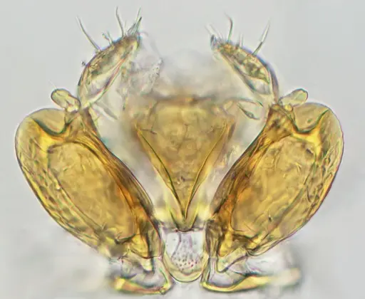 Discothyrea sexarticulata - UFV-LABECOL-010771