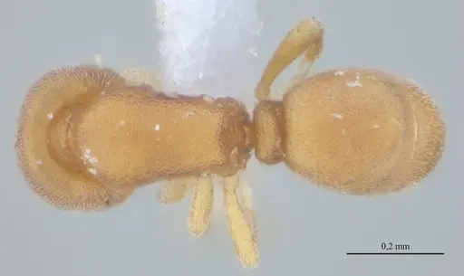 Discothyrea sexarticulata - UFV-LABECOL-010841