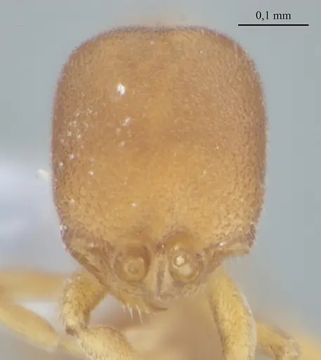 Discothyrea sexarticulata - UFV-LABECOL-010841