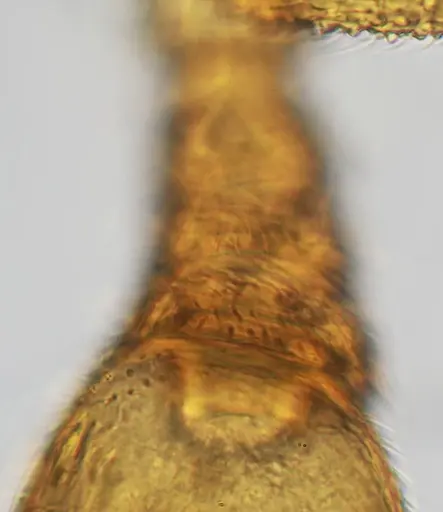 Discothyrea sexarticulata - UFV-LABECOL-010841