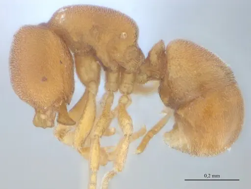 Discothyrea sexarticulata - UFV-LABECOL-010841