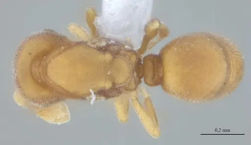 Discothyrea sexarticulata - UFV-LABECOL-010842