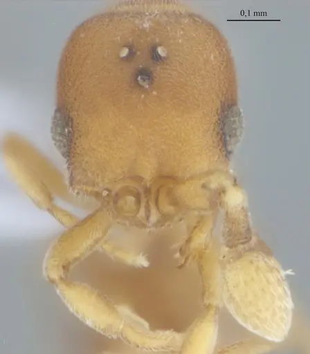 Discothyrea sexarticulata - UFV-LABECOL-010842