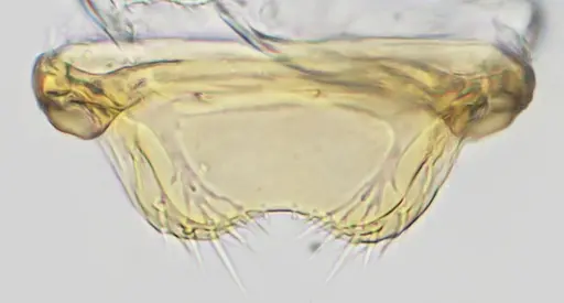 Discothyrea sexarticulata - UFV-LABECOL-010842