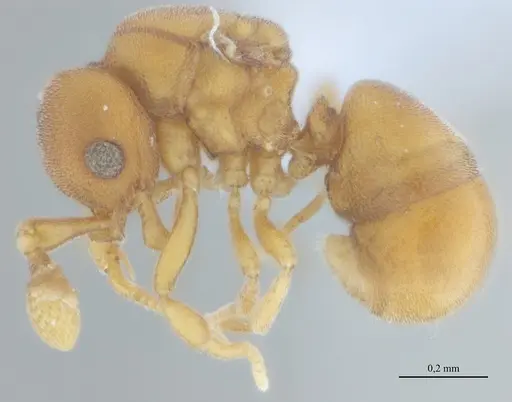 Discothyrea sexarticulata - UFV-LABECOL-010842