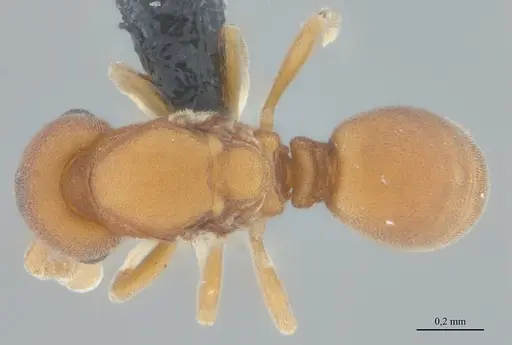 Discothyrea sexarticulata - UFV-LABECOL-011159