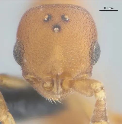 Discothyrea sexarticulata - UFV-LABECOL-011159