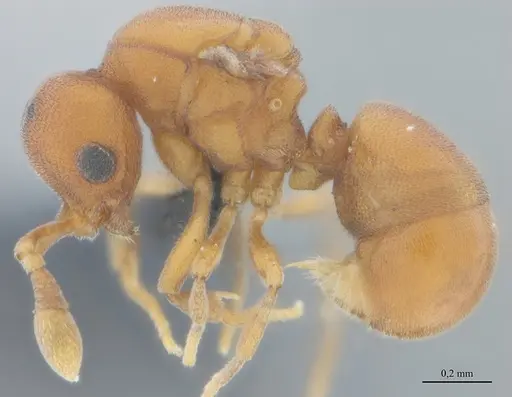 Discothyrea sexarticulata - UFV-LABECOL-011159