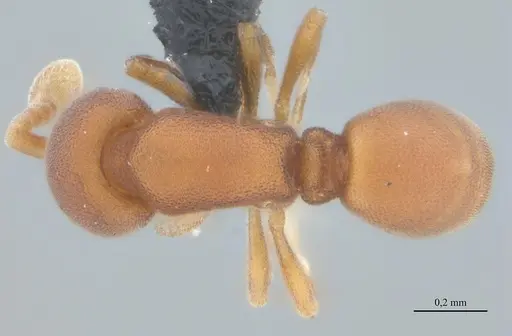 Discothyrea sexarticulata - UFV-LABECOL-011161