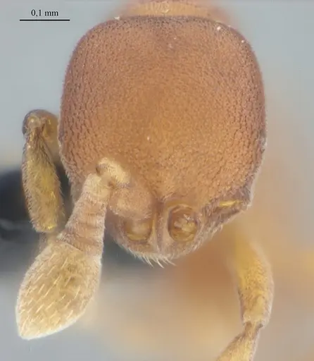 Discothyrea sexarticulata - UFV-LABECOL-011161