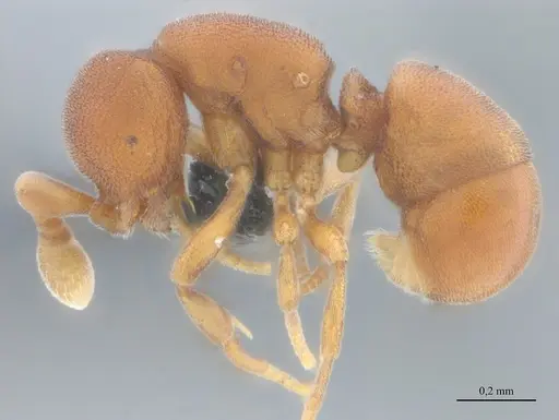 Discothyrea sexarticulata - UFV-LABECOL-011161