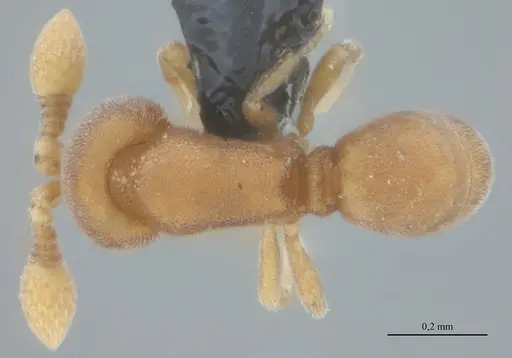 Discothyrea sexarticulata - UFV-LABECOL-011175