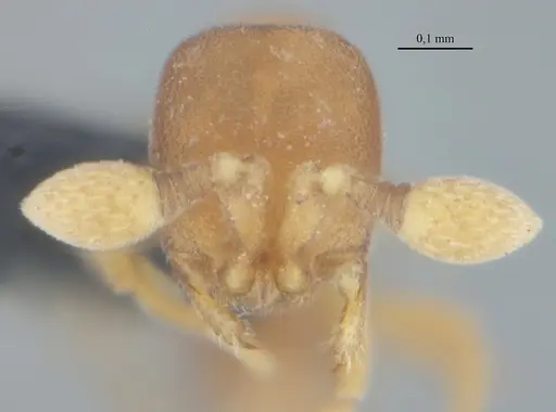 Discothyrea sexarticulata - UFV-LABECOL-011175