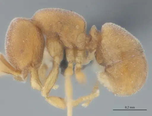 Discothyrea sexarticulata - UFV-LABECOL-011175