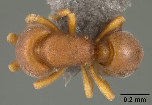 Discothyrea sexarticulata - USNMENT01124237