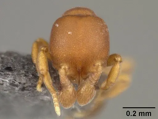 Discothyrea sexarticulata - USNMENT01124237