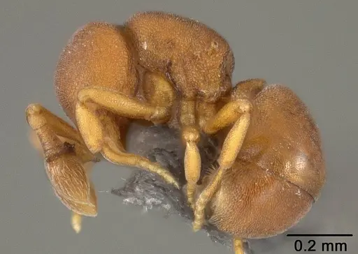 Discothyrea sexarticulata - USNMENT01124237